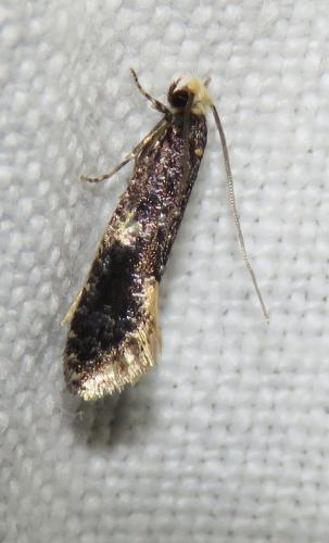 Réf. 311 391 : Monopis weaverella